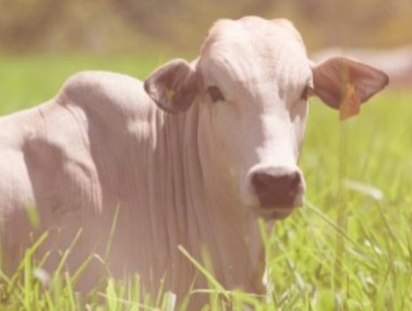 Pecuaristas brasileiros são responsáveis por alimentar o mundo