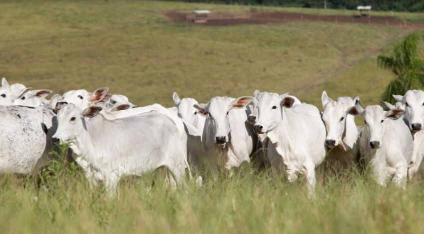 Minerva Foods, Biogénesis Bagó e Phibro Saúde Animal abrem inscrições para a 5ª edição do Programa de Eficiência de Carcaça (PEC)