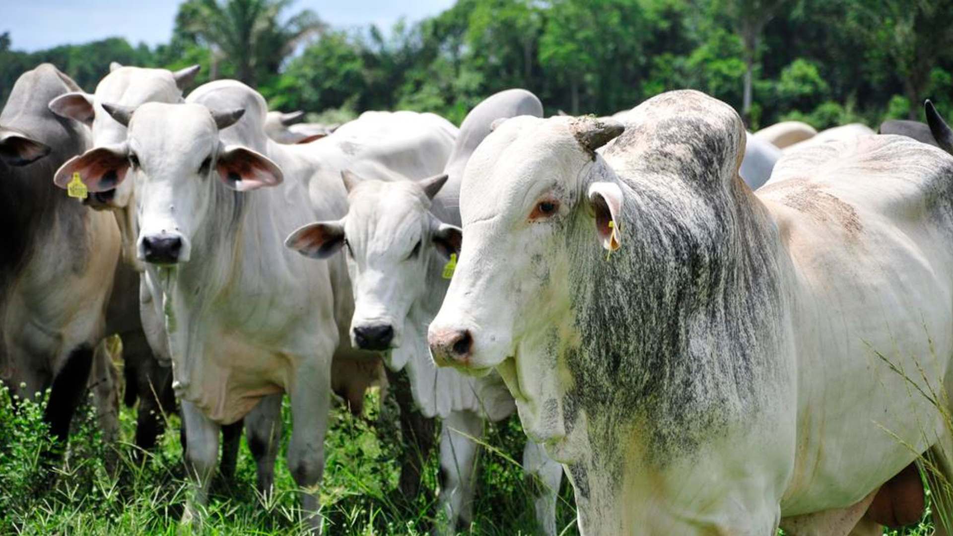 Tecnologias para melhorar a qualidade do gado e a competitividade do pecuarista