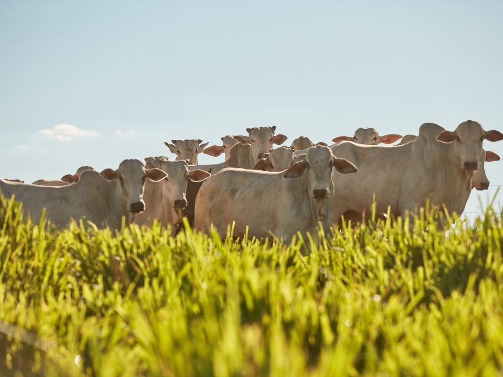 Minerva tem 6 plantas habilitadas para exportar carne bovina ao México