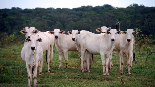 Grandes frigoríficos aderem a regras para compra de gado do Cerrado