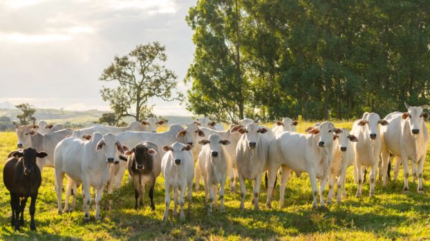 6ª edição do Programa de Eficiência de Carcaça (PEC) está com as inscrições abertas