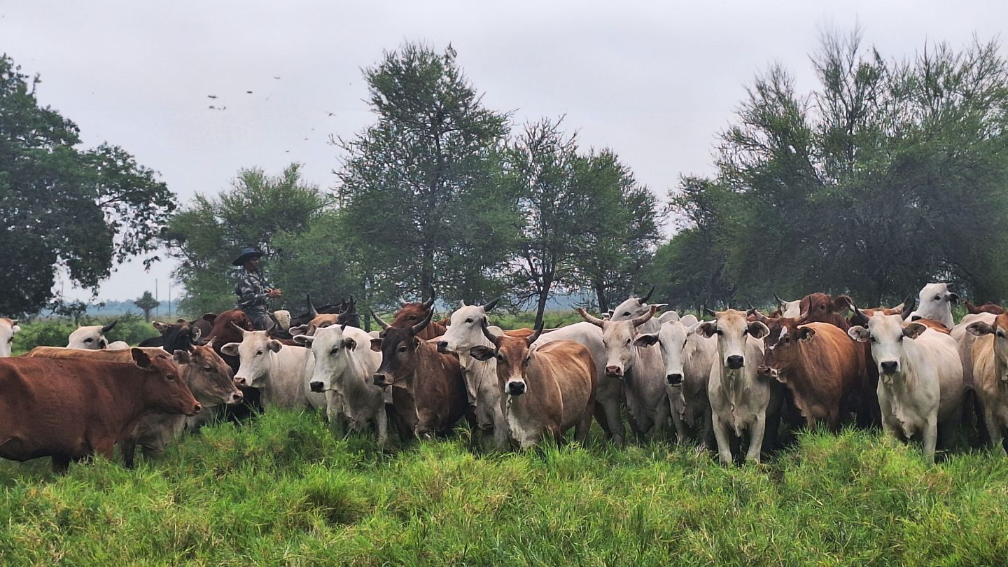 En el Chaco celebran primer envío de carne paraguaya a Canadá