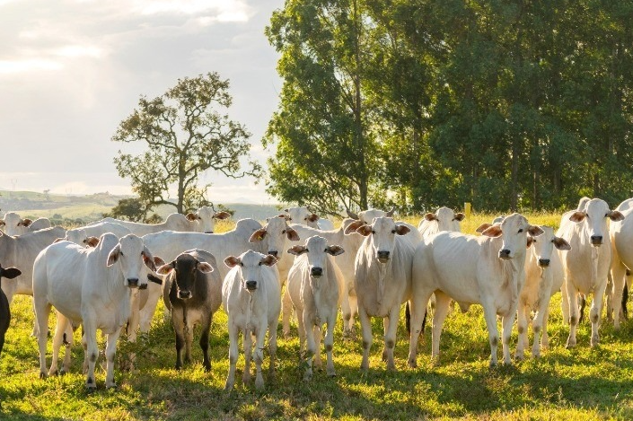 Sete empresas se unem à coalizão inédita de bem-estar animal