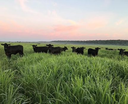 Beef exporter Minerva’s shares jump on strong operating results, easing debt concerns