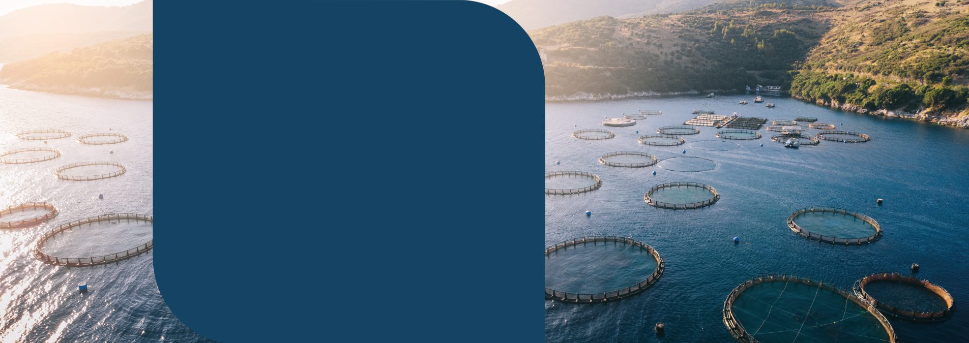 
Boas práticas aquícolas:
salmão-do-atlântico, tilápia e panga

Melhore seus resultados com práticas recomendadas para o
cultivo de salmão-do-atlântico, tilápia e panga.

Um guia completo com orientações sobre o manejo,
qualidade da água, biossegurança, nutrição e prevenção de
doenças para uma produção mais eficiente e segura.
&nbsp;
Acesse o material

