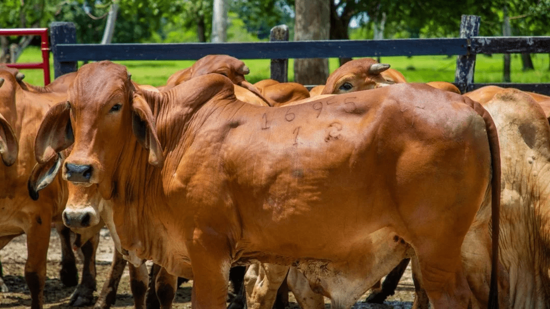 Minerva Foods impulsa la productividad ganadera con su nuevo Plan de Nutrición