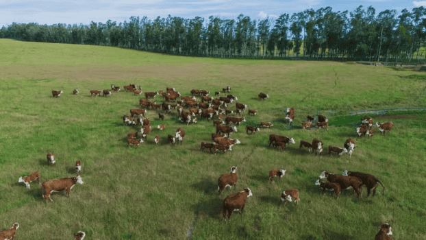 Como uma fazenda no RS virou “modelo” de pecuária sustentável para a Minerva