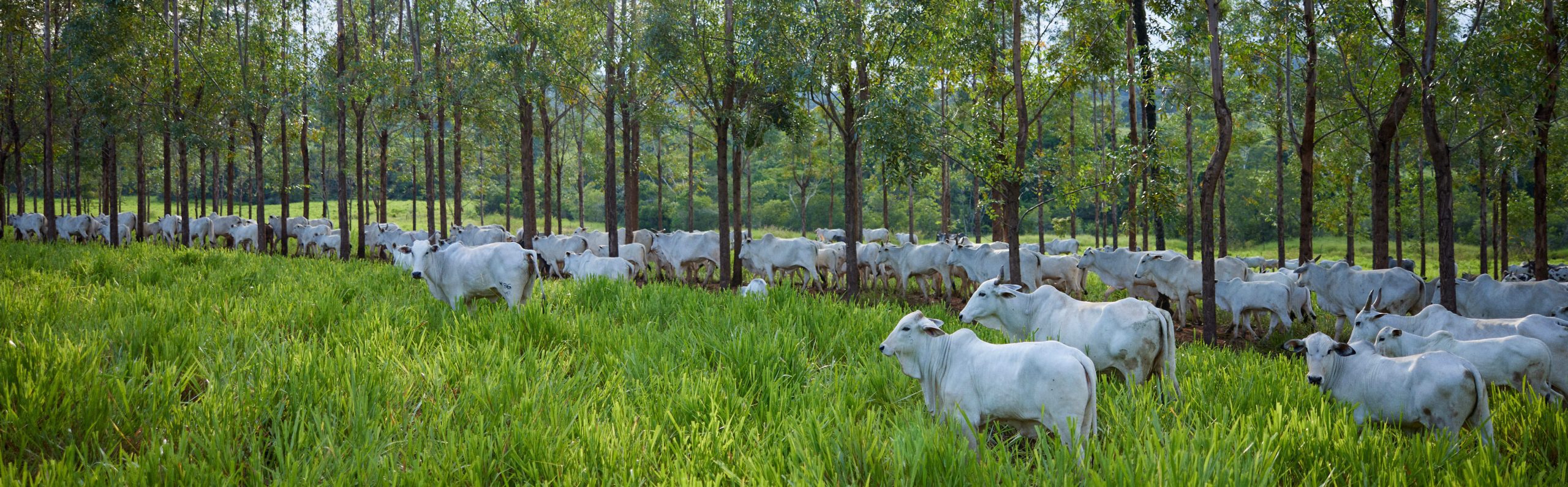 prata_minerva_6257(1)(1)